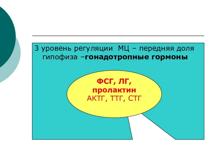 3 уровень регуляции МЦ – передняя доля гипофиза –гонадотропные гормоны ФСГ, ЛГ, пролактин АКТГ, ТТГ, СТГ