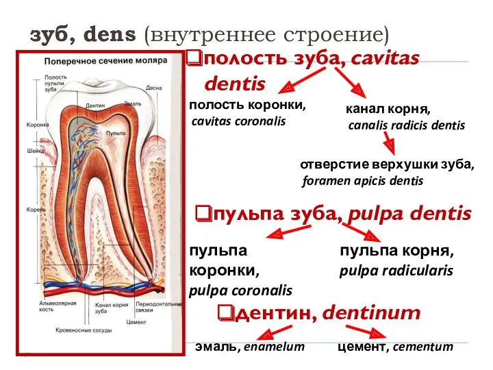 зуб, dens (внутреннее строение) полость зуба, cavitas dentis полость коронки,