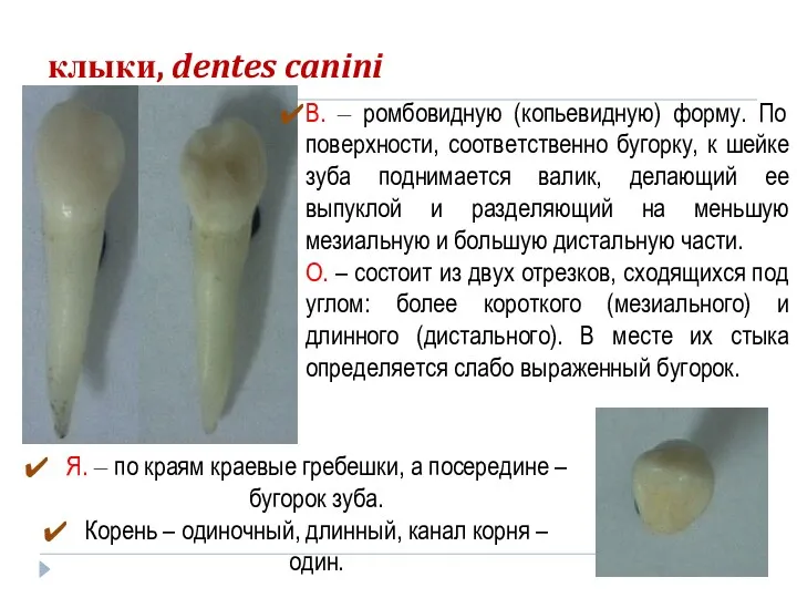 клыки, dentes canini В. – ромбовидную (копьевидную) форму. По поверхности,