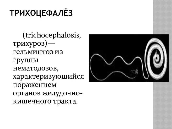 ТРИХОЦЕФАЛЁЗ (trichocephalosis, трихуроз)— гельминтоз из группы нематодозов, характеризующийся поражением органов желудочно-кишечного тракта.