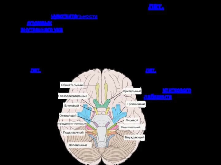 Преддверно-улитковый нерв (лат. nervus vestibulocochlearis) Нерв специальной чувствительности, отвечающий за