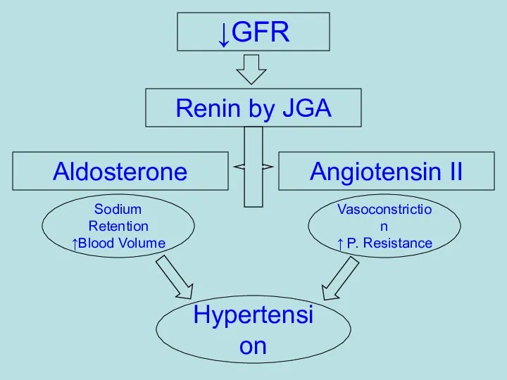 ↓GFR Renin by JGA Angiotensin II Aldosterone Sodium Retention ↑Blood Volume Vasoconstriction ↑ P. Resistance Hypertension