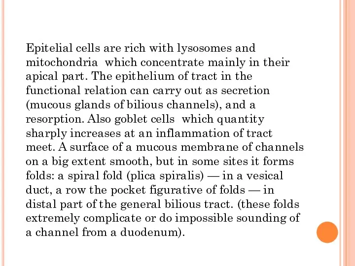 Epitelial cells are rich with lysosomes and mitochondria which concentrate