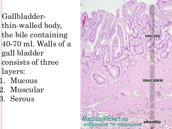 Gallbladder- thin-walled body, the bile containing 40-70 ml. Walls of