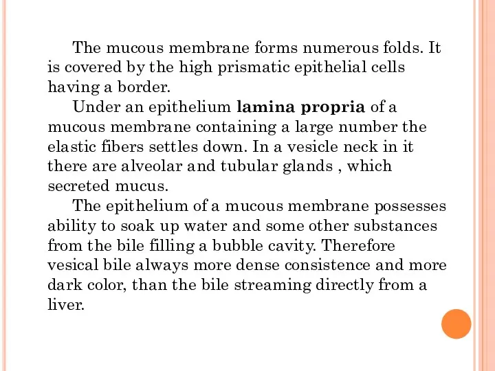 The mucous membrane forms numerous folds. It is covered by