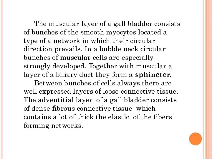 The muscular layer of a gall bladder consists of bunches