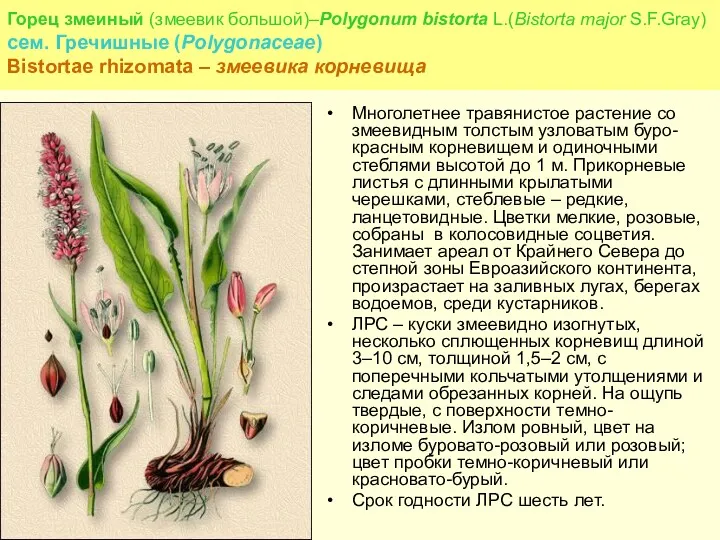Горец змеиный (змеевик большой)–Polygonum bistorta L.(Bistorta major S.F.Gray) сем. Гречишные (Polygonaceae) Bistortae rhizomata