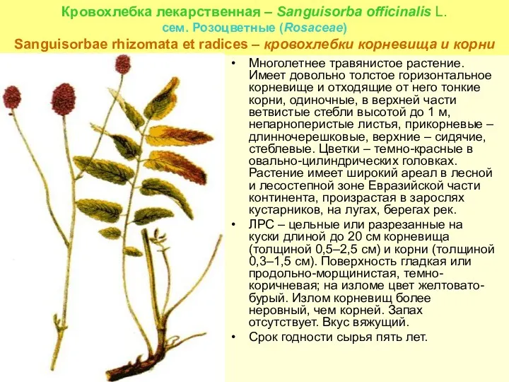Кровохлебка лекарственная – Sanguisorba officinalis L. сем. Розоцветные (Rosaceae) Sanguisorbae rhizomata et radices