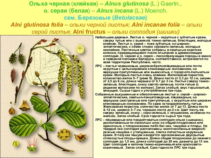 Ольха черная (клейкая) – Alnus glutinosa (L.) Gaertn., о. серая (белая) – Alnus
