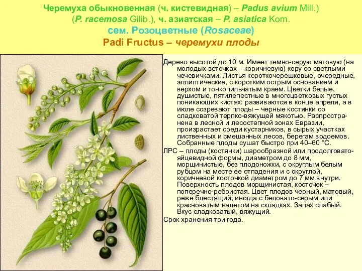 Черемуха обыкновенная (ч. кистевидная) – Padus avium Mill.) (P. racemosa Gilib.), ч. азиатская