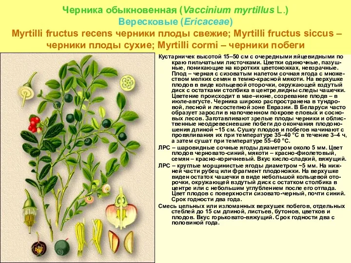 Черника обыкновенная (Vaccinium myrtillus L.) Вересковые (Ericaceae) Myrtilli fructus recens черники плоды свежие;