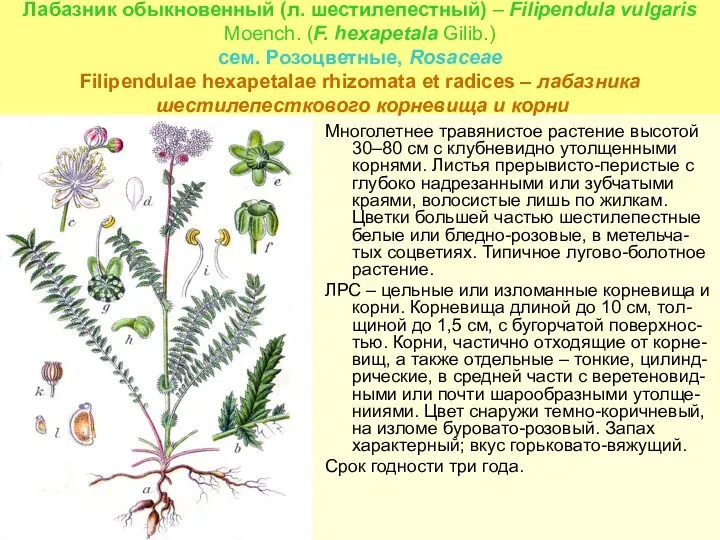Лабазник обыкновенный (л. шестилепестный) – Filipendula vulgaris Moench. (F. hexapetala Gilib.) сем. Розоцветные,