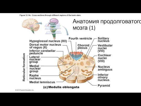 Анатомия продолговатого мозга (1)