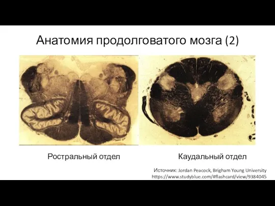 Анатомия продолговатого мозга (2) Ростральный отдел Каудальный отдел Источник: Jordan Peacock, Brigham Young University https://www.studyblue.com/#flashcard/view/9384045