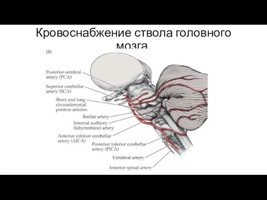 Кровоснабжение ствола головного мозга.