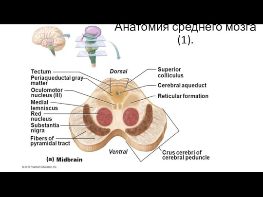 Анатомия среднего мозга (1).