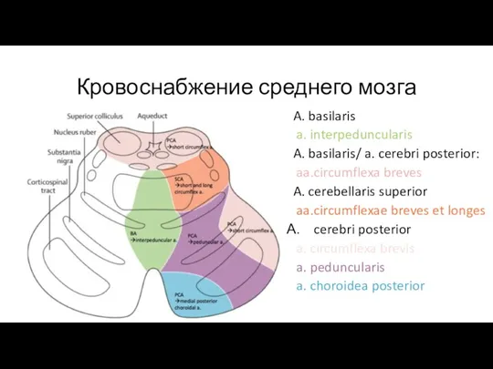 Кровоснабжение среднего мозга A. basilaris a. interpeduncularis A. basilaris/ a. cerebri posterior: aa.circumflexa