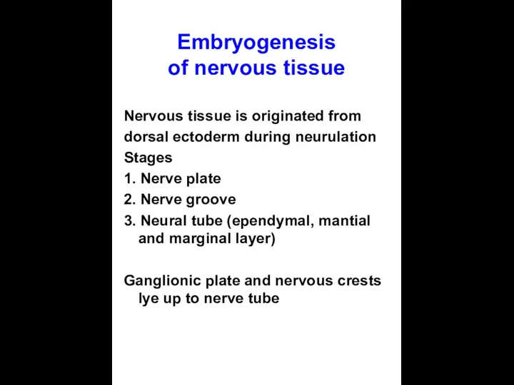 Embryogenesis of nervous tissue Nervous tissue is originated from dorsal