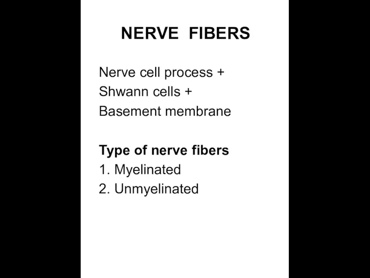 NERVE FIBERS Nerve cell process + Shwann cells + Basement