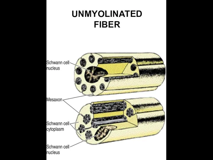 UNMYOLINATED FIBER