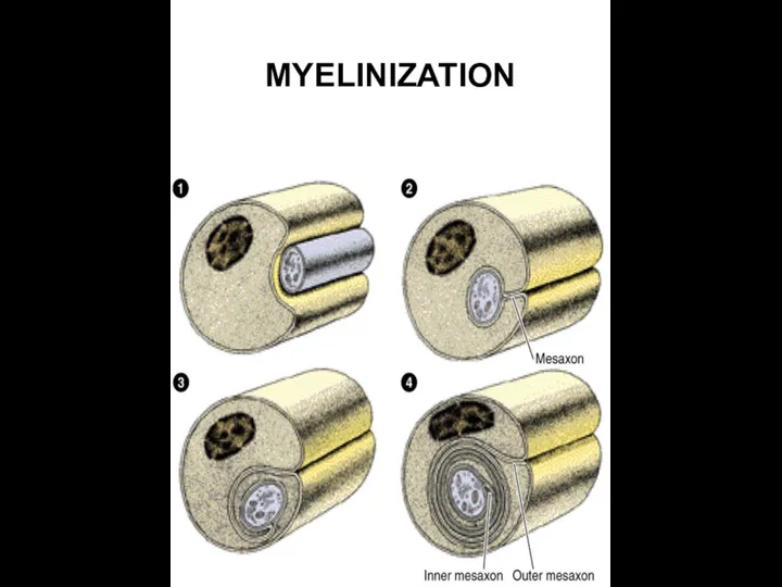 MYELINIZATION