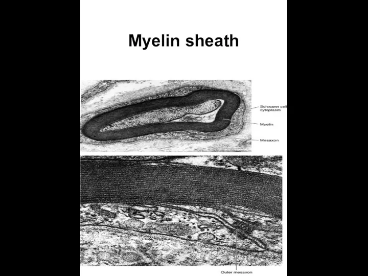 Myelin sheath