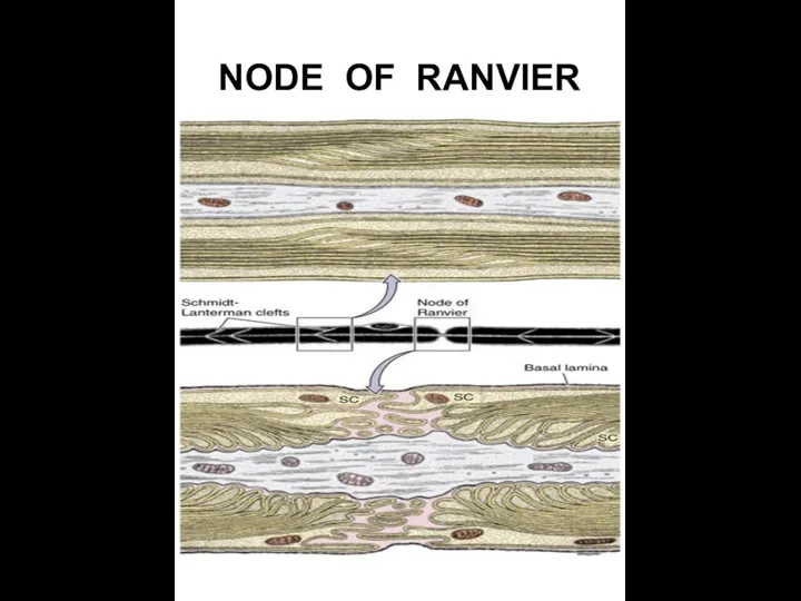 NODE OF RANVIER