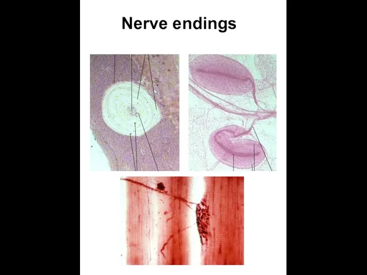 Nerve endings