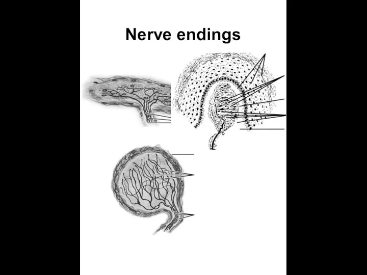 Nerve endings