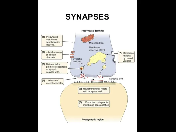 SYNAPSES