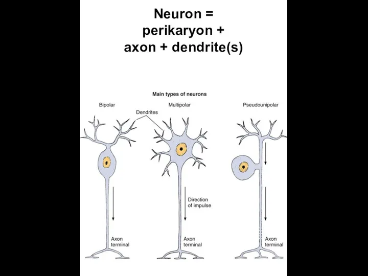 Neuron = perikaryon + axon + dendrite(s)