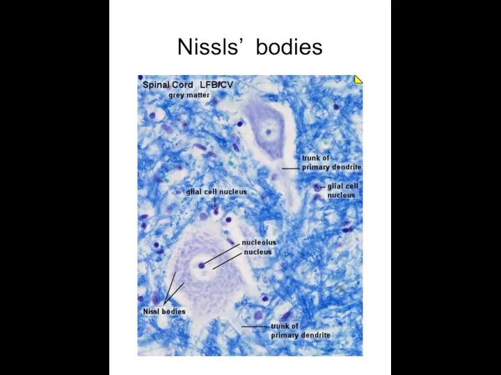 Nissls’ bodies