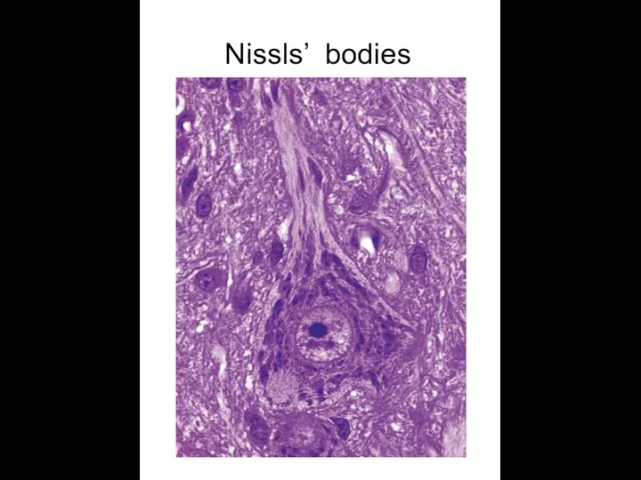 Nissls’ bodies