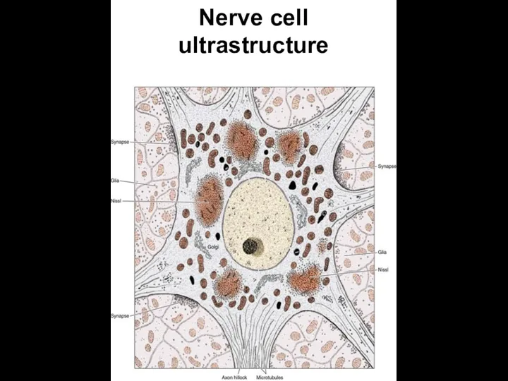 Nerve cell ultrastructure