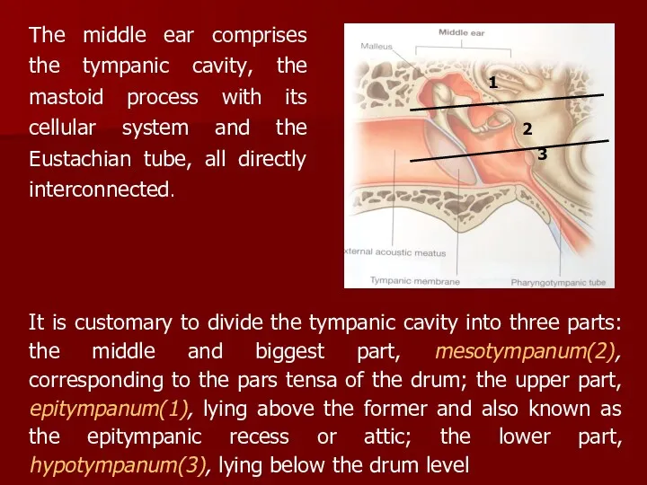 The middle ear comprises the tympanic cavity, the mastoid process