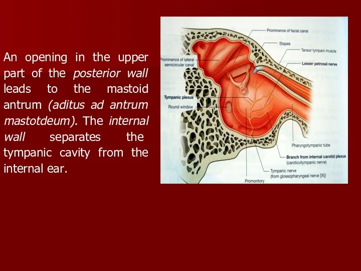 An opening in the upper part of the posterior wall