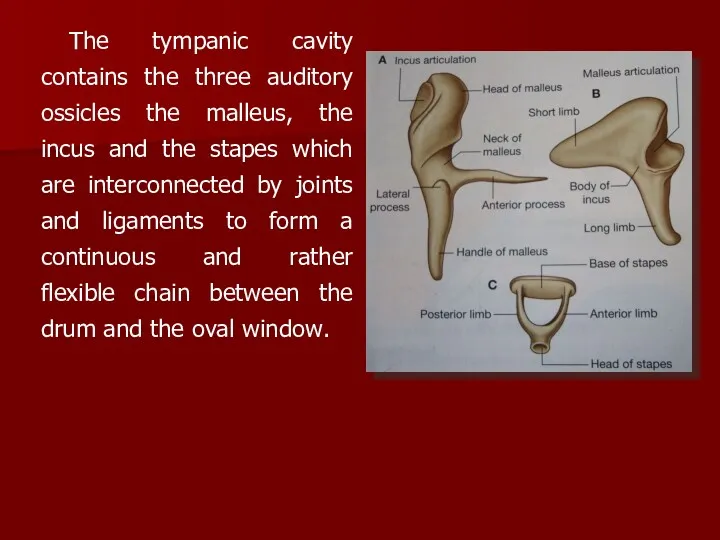 The tympanic cavity contains the three auditory ossicles the malleus,