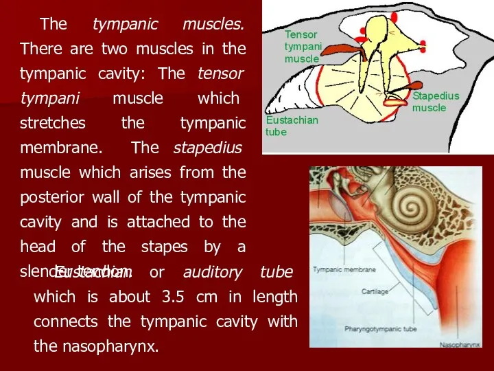 The tympanic muscles. There are two muscles in the tympanic