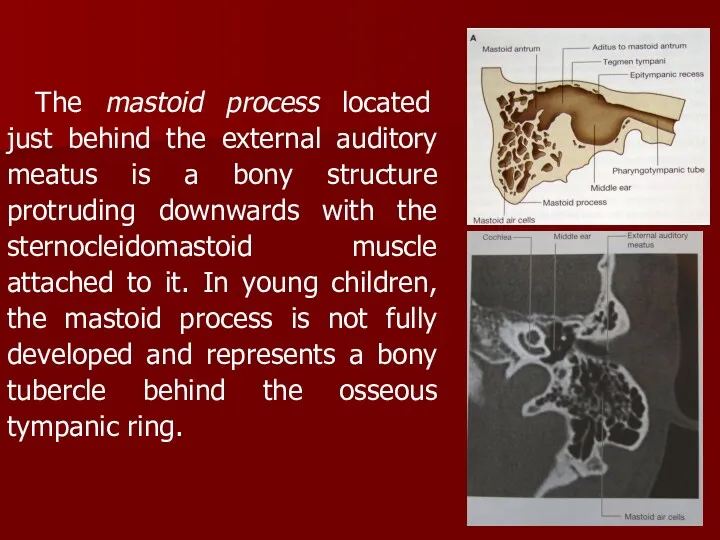 The mastoid process located just behind the external auditory meatus