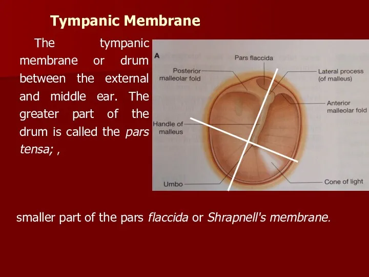 Tympanic Membrane The tympanic membrane or drum between the external