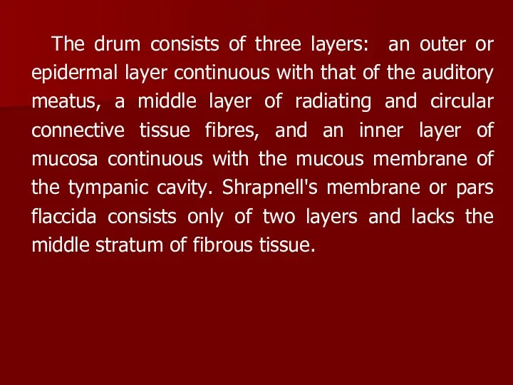 The drum consists of three layers: an outer or epidermal