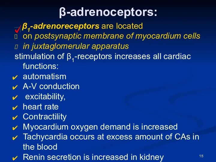 β-adrenoceptors: β1-adrenoreceptors are located on postsynaptic membrane of myocardium cells in juxtaglomerular apparatus
