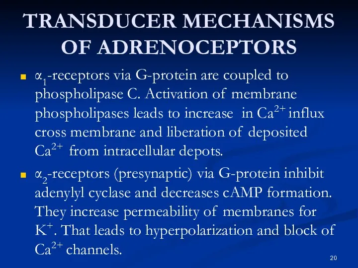 TRANSDUCER MECHANISMS OF ADRENOCEPTORS α1-receptors via G-protein are coupled to