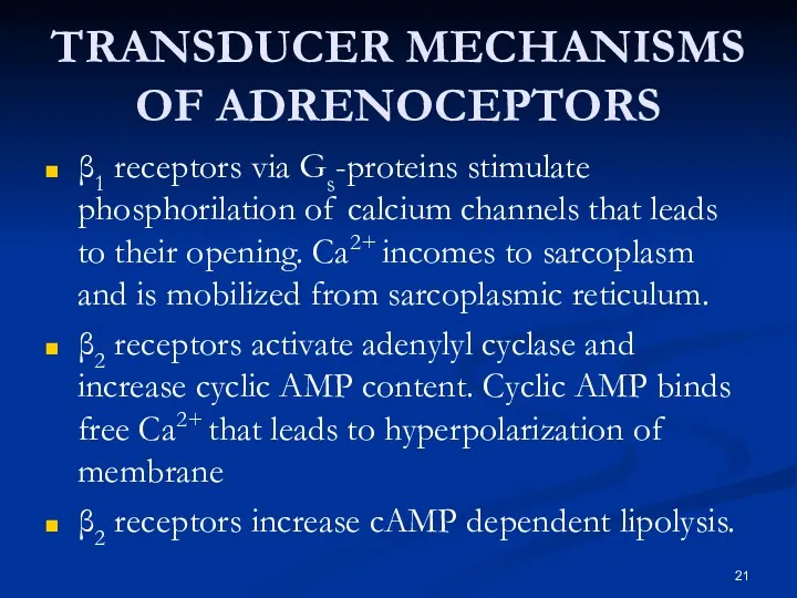 TRANSDUCER MECHANISMS OF ADRENOCEPTORS β1 receptors via Gs-proteins stimulate phosphorilation of calcium channels