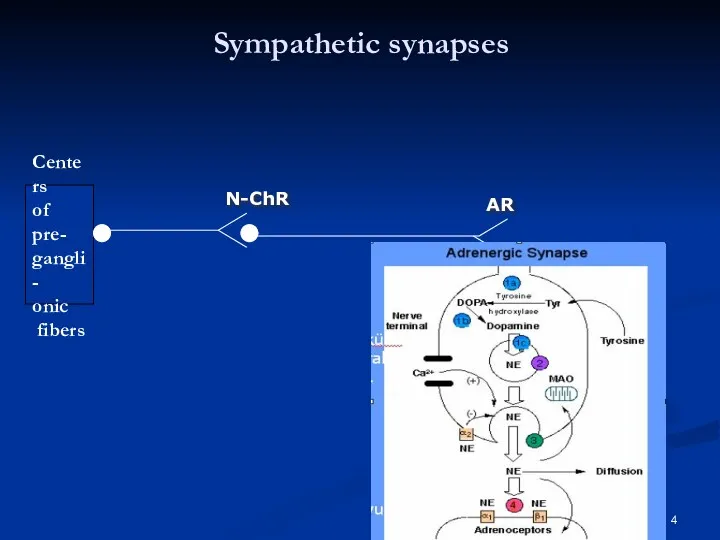 Sympathetic synapses Centers of pre- gangli- onic fibers N-ChR АR