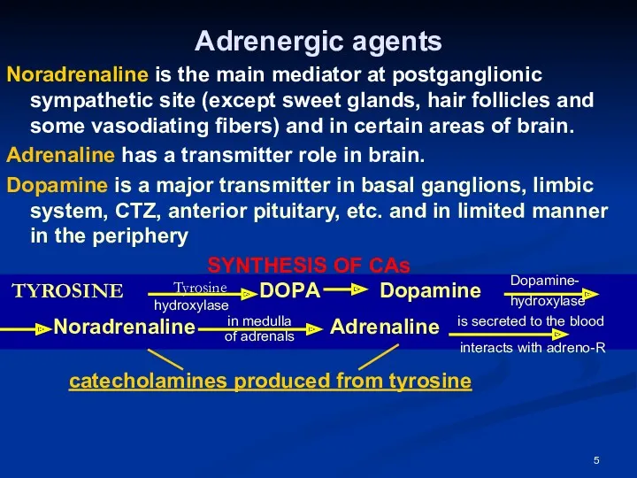 Adrenergic agents Noradrenaline is the main mediator at postganglionic sympathetic site (except sweet