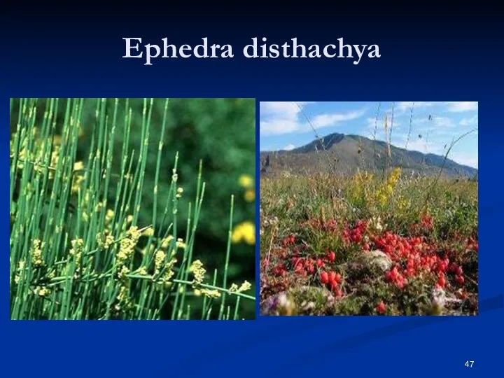Ephedra disthachya