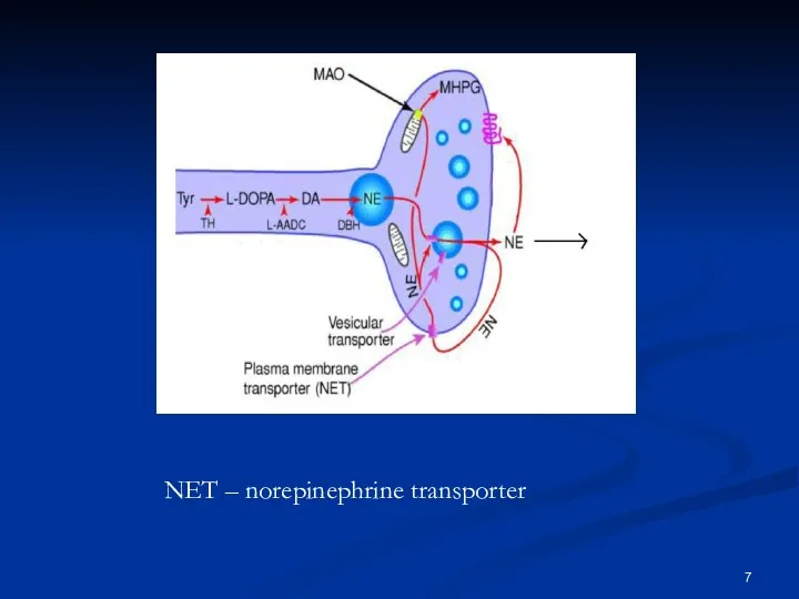 NET – norepinephrine transporter