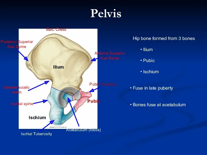 Ischium Pubic Ilium Hip bone formed from 3 bones Ilium