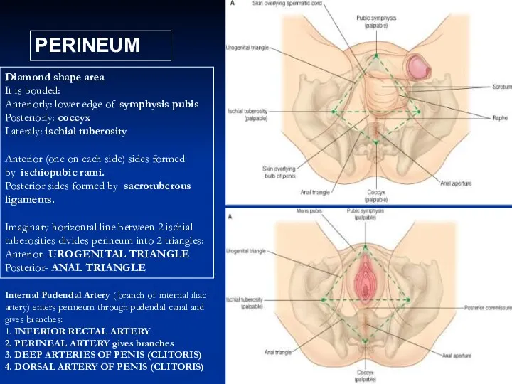 PERINEUM Diamond shape area It is bouded: Anteriorly: lower edge of symphysis pubis